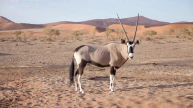 Gemsbok ya da Oryx Gazella 'nın Namibya Sossusvlei yakınlarında durduğu yavaş çekim görüntüleri. Namib Çölü, Afrika 'daki Vahşi Yaşam Doğası.