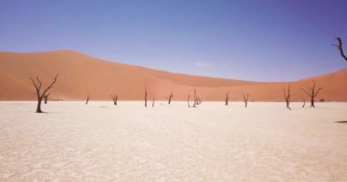 Deadvlei 'deki ölü akasya ağaçlarının 4K hava aracı görüntüleri. Sossusvlei 'de kırmızı çöl kum tepecikli kuru kil tavası ya da Namibya' da Susriem. Namib Çölü ve Büyük Baba kum tepesi. Sinematik Yüksek Kaliteli Görüntüler.