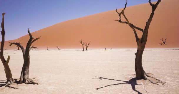 Deadreiの死んだアカシアの木の空中ドローン映像 ソススススヴレイの赤い砂漠の砂丘やナミビアのセサリームと乾燥した粘土鍋 ナミビア砂漠とビッグダディ砂丘 映画高品質の映像 — ストック動画