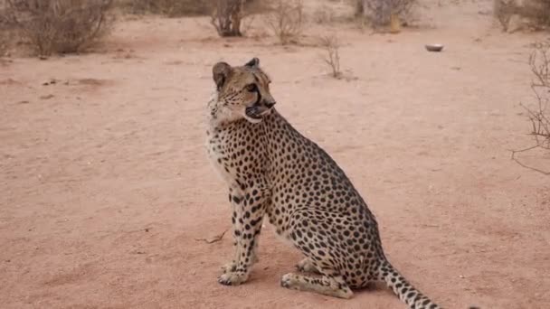 Close Van Een Wilde Cheeta Bush Van Namibië Afrika Hoge — Stockvideo