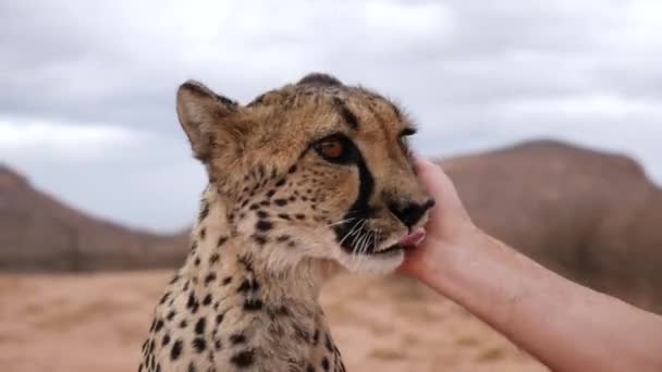 Streicheln Eines Geparden Busch Von Namibia Afrika Nahaufnahme Geparden Lecken — Stockvideo