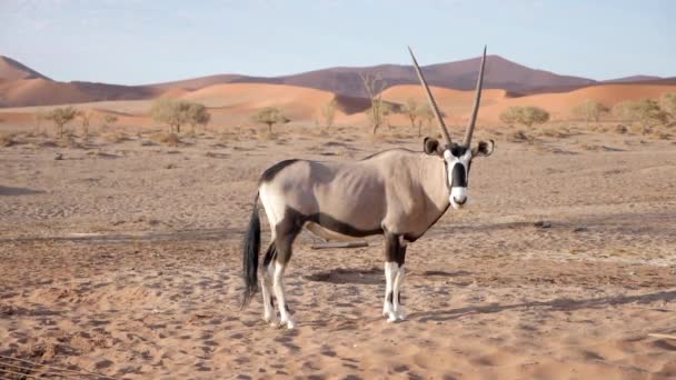 Gemsbok Oryx Gazella Nın Namibya Sossusvlei Yakınlarında Durduğu Yavaş Çekim — Stok video