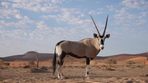Beelden Van Staande Gemsbok Oryx Gazella Bij Sossusvlei Namibië Wilde — Stockvideo