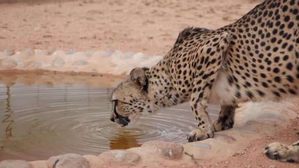 Slow Motion Footage Wild Cheetah Drinking Water Bush Namibia Africa — Stock Video