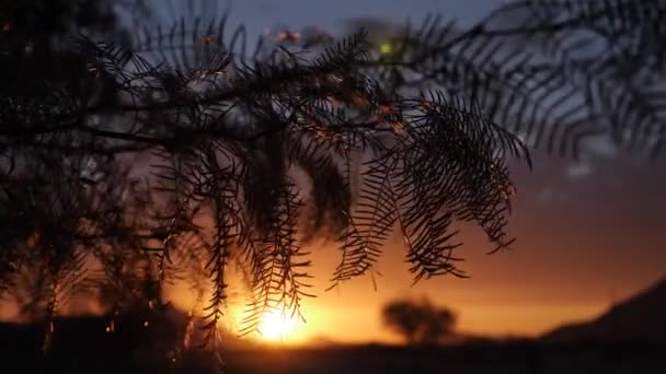 ナミビアのセスリムで日没時に風に乗って移動するアカシアの木 シネマティックハイクオリティスローモーション映像 — ストック動画
