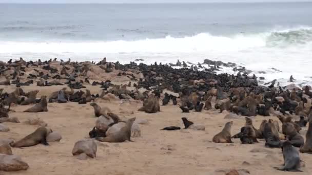 Kolonie Zeehonden Het Cape Cross Nature Reserve Skeleton Coast Namibische — Stockvideo