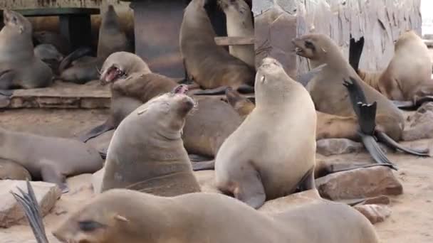 Colony Seals Cape Cross Nature Reserve Skeleton Coast Namib Desert — Stock Video