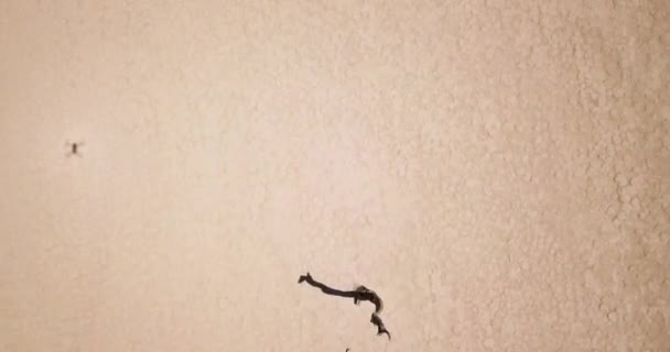 4Kデッドビアの死んだアカシアの木の上からの航空無人機の映像 ナミビアのソスヴェレアまたはセサンダルで赤い砂漠の砂丘が付いている乾燥した粘土鍋 ナミビ砂漠とビッグ デューン — ストック動画