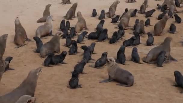 Namib Çölü Nde Namibya Nın Batısındaki Cape Cross Doğa Koruma — Stok video
