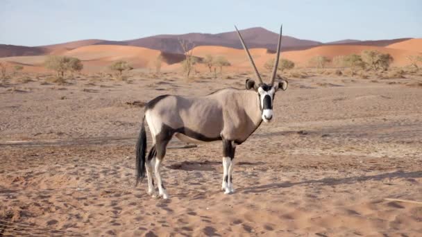 在纳米比亚Sossusvlei附近站立的Gemsbok或Oryx Gazella的慢镜头 非洲纳米布沙漠的野生生物自然 — 图库视频影像
