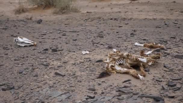 Σκελετός Ζέβρα Και Οστά Στη Φύση Ναμίμπια Υψηλής Ποιότητας Πλάνα — Αρχείο Βίντεο