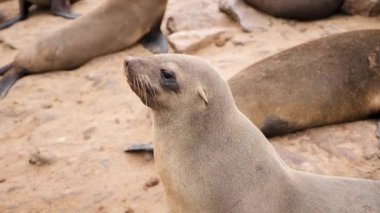 Namib Çölü, Namibya 'nın batısında, İskelet Sahili' ndeki Cape Cross Doğa Koruma Alanı 'nda yalnız fok balığı. Dünyanın en büyük kürk fok kolonilerinden birine ev sahipliği yapıyor..