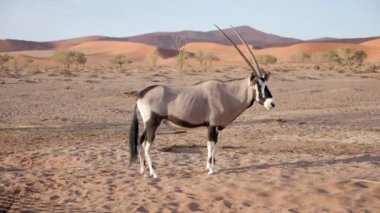 Gemsbok ya da Oryx Gazella 'nın Namibya Sossusvlei yakınlarında durduğu yavaş çekim görüntüleri. Namib Çölü, Afrika 'daki Vahşi Yaşam Doğası.