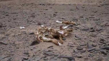 Zebra iskeleti ve kemikleri vahşi doğada, Namibya. Yüksek kalite 4k görüntü.