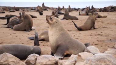 Skeleton Sahili 'ndeki Cape Cross Doğa Koruma Alanındaki Seal Kolonisi Namib Çölü, Batı Namibya ağır çekimde. Dünyanın en büyük kürk fok kolonilerinden birine ev sahipliği yapıyor..