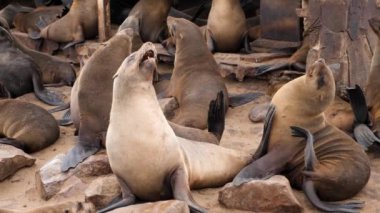 Namibya 'nın batısındaki Namib Çölü, İskelet Sahili' ndeki Cape Cross Doğa Koruma Alanı 'ndaki Seals Kolonisi. Dünyanın en büyük kürk fok kolonilerinden birine ev sahipliği yapıyor..