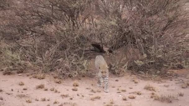 在非洲纳米比亚的丛林中 一只正在行走的非洲豹附近 高质量的4K镜头 — 图库视频影像