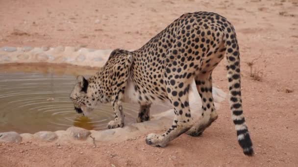 Замедленные Съёмки Дикой Питьевой Воды Гепарда Кустах Намибии Африка Закрывай — стоковое видео