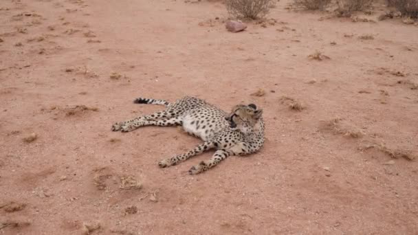 Nahaufnahme Eines Liegenden Geparden Busch Von Namibia Afrika Hochwertiges Filmmaterial — Stockvideo