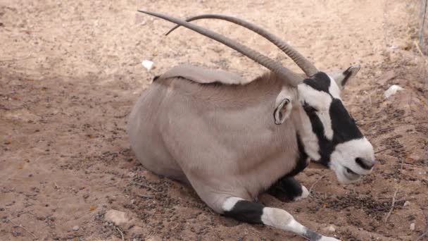 ナミビアのジェムスボクやオリックス ガゼラの スローモーション映像です ナミブ砂漠の野生生物の自然 アフリカ — ストック動画