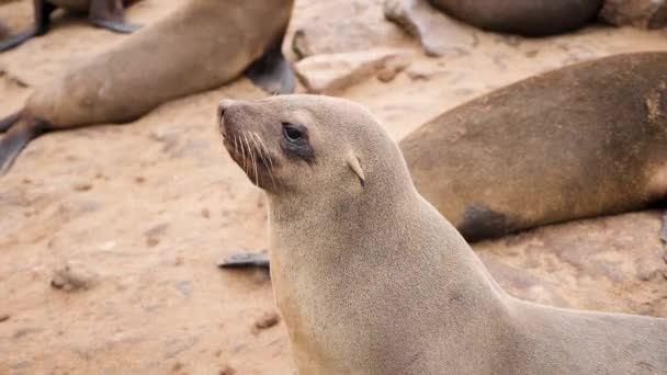 Phoque Solitaire Ralenti Dans Réserve Naturelle Cape Cross Sur Côte — Video
