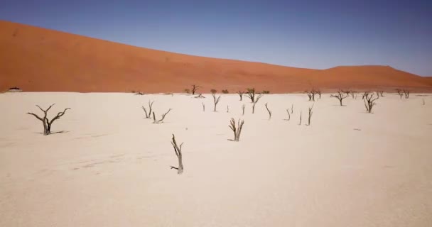 Drohnenaufnahmen Toter Akazien Deadvlei Trockene Tonpfanne Mit Roten Wüstensanddünen Sossusvlei — Stockvideo