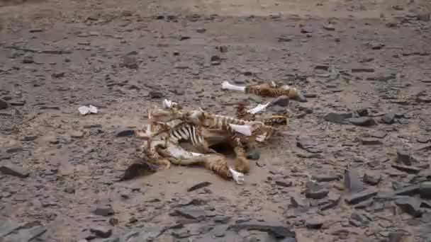 Скелет Кістки Зебри Дикій Природі Намібія Високоякісні Кадри — стокове відео