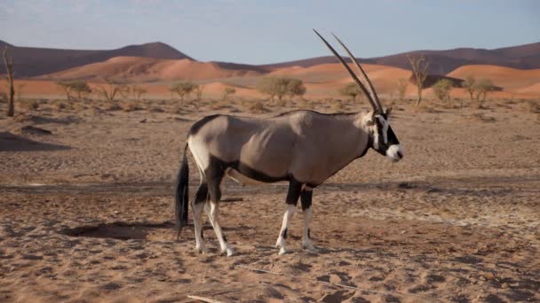 Filmagem Câmera Lenta Gemsbok Oryx Gazella Perto Sossusvlei Namíbia Natureza — Vídeo de Stock