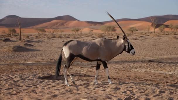 ナミビアのソスススススベリ近くに立つジェムズボクやオリクス ガゼラのスローモーション映像 アフリカのナミブ砂漠の野生生物 — ストック動画