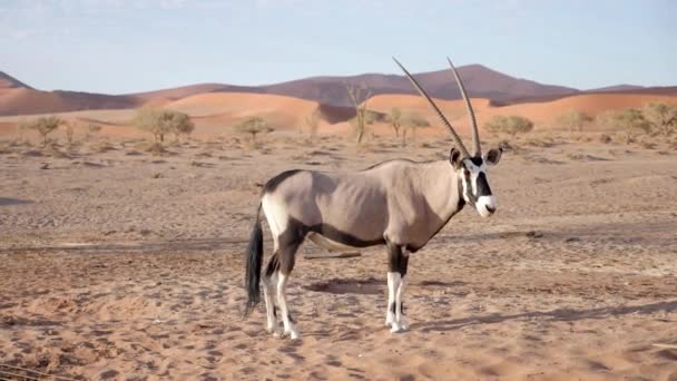 在纳米比亚Sossusvlei附近站立的Gemsbok或Oryx Gazella的慢镜头 非洲纳米布沙漠的野生生物自然 — 图库视频影像
