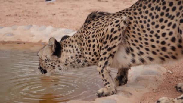 Замедленные Съёмки Дикой Питьевой Воды Гепарда Кустах Намибии Африка Закрывай — стоковое видео