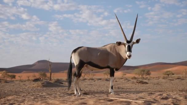 Πλάνα Από Στέκεται Gemsbok Oryx Gazella Κοντά Sossusvlei Ναμίμπια Φύση — Αρχείο Βίντεο