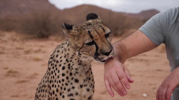 Гладить Гепарда Кустах Намибии Африка Крупный План Гепард Лижет Руку — стоковое видео