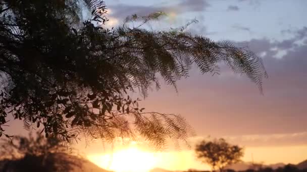 Акація Рухається Вітром Заході Сонця Сесріємі Намібія Кінематографічна Повільна Зйомка — стокове відео