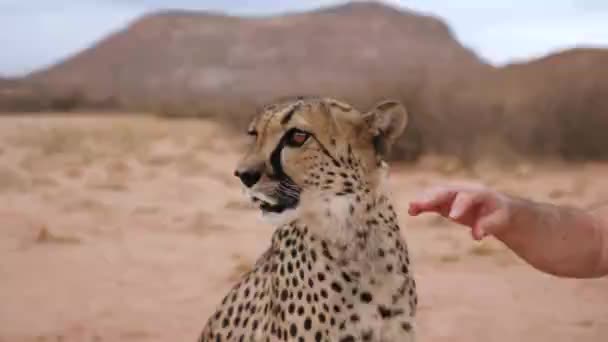 Egy Gepárdot Simogat Namíbia Bokrában Afrikában Közelkép Kiváló Minőségű Felvételek — Stock videók
