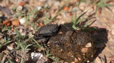 Bok böceği Afrika 'da yavaş çekimde gübre sallıyor. Geotrupes stercorarius 'a yakın çekim. Yüksek kaliteli FullHD görüntüler