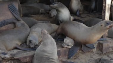 Namibya 'nın batısındaki Namib Çölü, İskelet Sahili' ndeki Cape Cross Doğa Koruma Alanı 'ndaki Seals Kolonisi. Dünyanın en büyük kürk fok kolonilerinden birine ev sahipliği yapıyor..