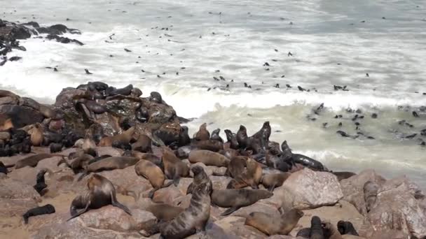 Colony Seals Cape Cross Nature Reserve Skeleton Coast Namib Desert — Video