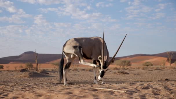 Filmati Rallentatore Gemsbok Gazella Dell Oryx Vicino Sossusvlei Namibia Fauna — Video Stock