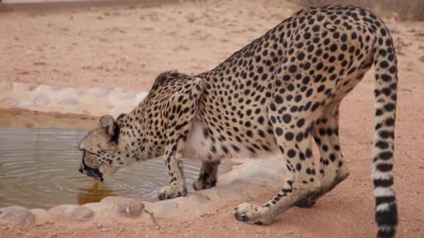 アフリカのナミビアの茂みの野生のチーター飲料水のスローモーション映像 閉めろ 高品質4K映像 — ストック動画