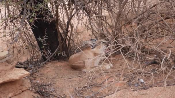 Χασμουρητό Καρακάλ Στην Άγρια Φύση Εθνικό Πάρκο Etosha Ναμίμπια Κοντινό — Αρχείο Βίντεο
