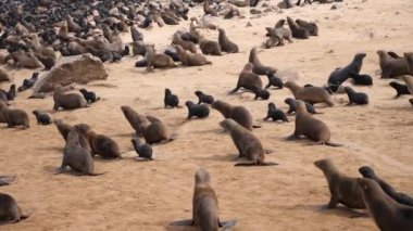 Namibya 'nın batısındaki Namib Çölü, İskelet Sahili' ndeki Cape Cross Doğa Koruma Alanı 'nda Seal Kolonisi ağır çekimde kaçıyor. Dünyanın en büyük kürk fok kolonilerinden birine ev sahipliği yapıyor..