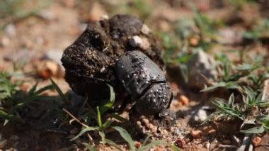 Bok böceği Afrika 'da yavaş çekimde gübre sallıyor. Geotrupes stercorarius 'a yakın çekim. Yüksek kaliteli FullHD görüntüler