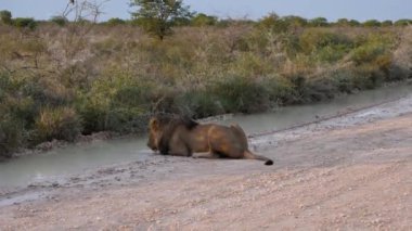 Afrika, Namibya 'da çakıl yolunun kenarındaki çalılıklarda su içen vahşi bir erkek aslanın 4K görüntüsü. NP Etosha, Namibya. Yüksek kalite 4K görüntü