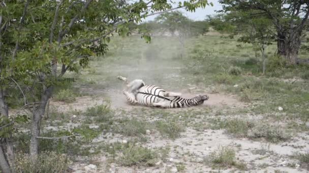 Zebrayı Oynamak Yerde Ağır Çekimde Yuvarlanmaktır Etosha Namibya Yüksek Kaliteli — Stok video