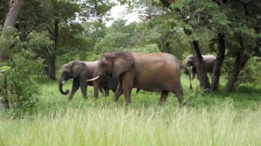 Caprivi şeridinde çimlerde yürüyen üç fil, Namibya 'da ağır çekimde. Afrika 'da vahşi bir safari. Safari turu. Oyun sürüşü. Vahşi yaşam konfor 4WD açık araçta seyrediyor.