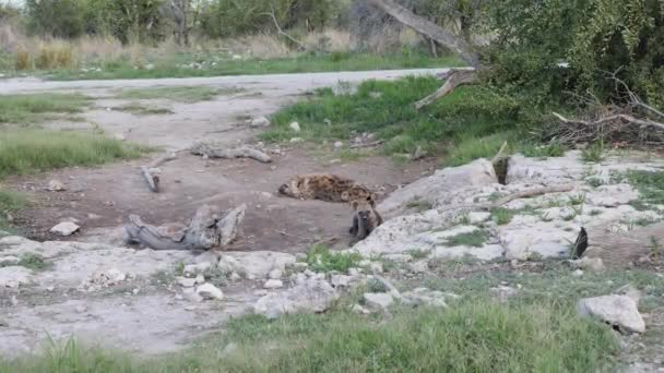 Old Sleeping Hyena While Young Hyena Playing Etosha Namibia High — Stock Video