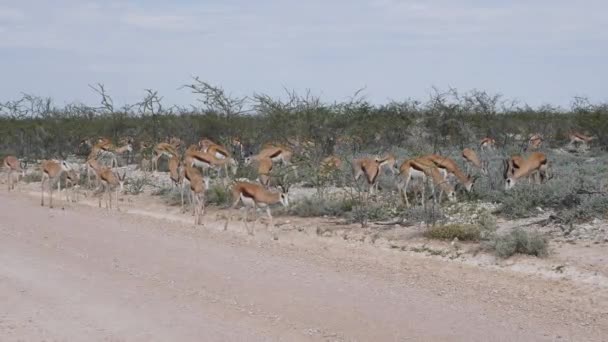 Herd Springbok Antiloper Promenader Bort Från Grusväg Etosha Namibia Afrika — Stockvideo