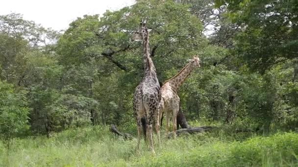 Two Old Giraffes Eating Acacia Tree Caprivi Strip Namibia Slow — Stock Video