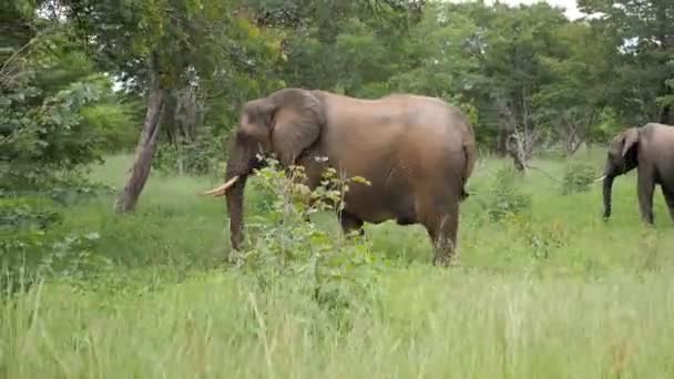 Tres Elefantes Caminando Hierba Caprivi Strip Namibia Safari Salvaje África — Vídeos de Stock